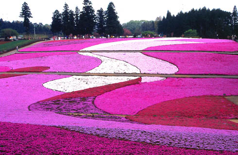 一面が花のじゅうたん！『羊山公園』で芝桜鑑賞！