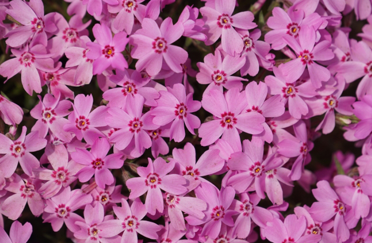 濃いピンクや淡いピンクなど、まるで絵画のように美しくひろがる芝桜