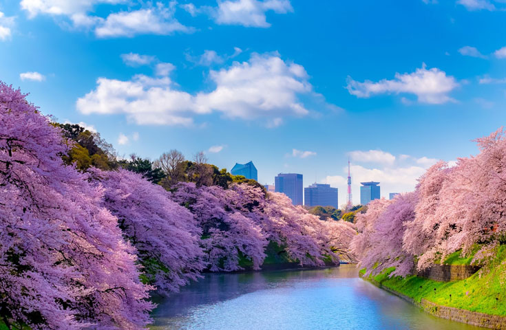 千鳥ヶ淵(イメージ)
