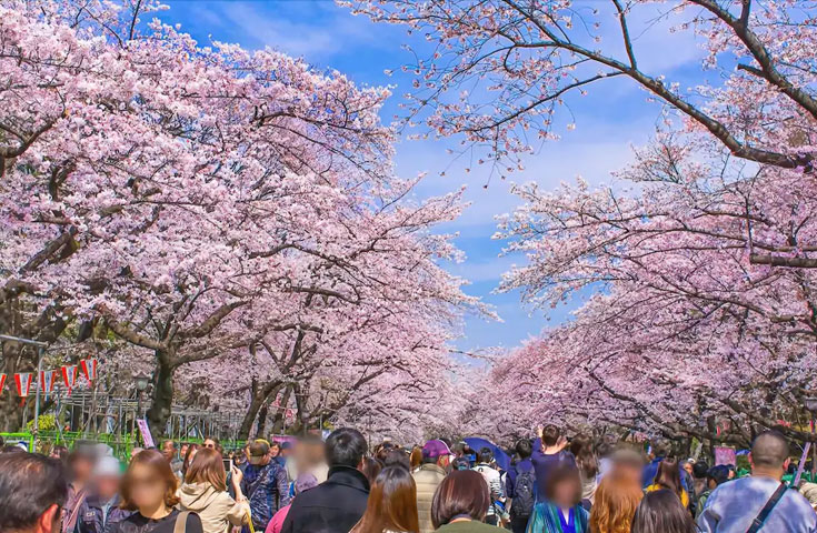 上野公園(イメージ)