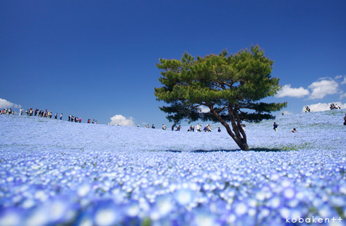 「みはらしの丘」が一面青に染まる絶景鑑賞