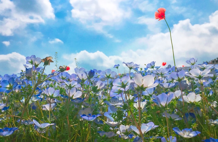 この季節しか見られない神秘の絶景