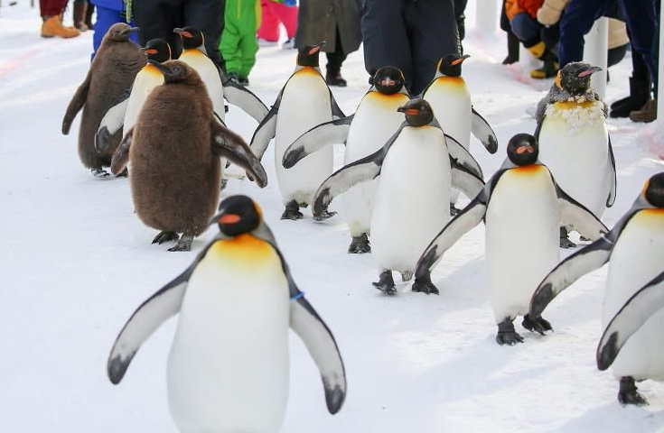 冬の旭山動物園の代名詞『ペンギンのパレード』