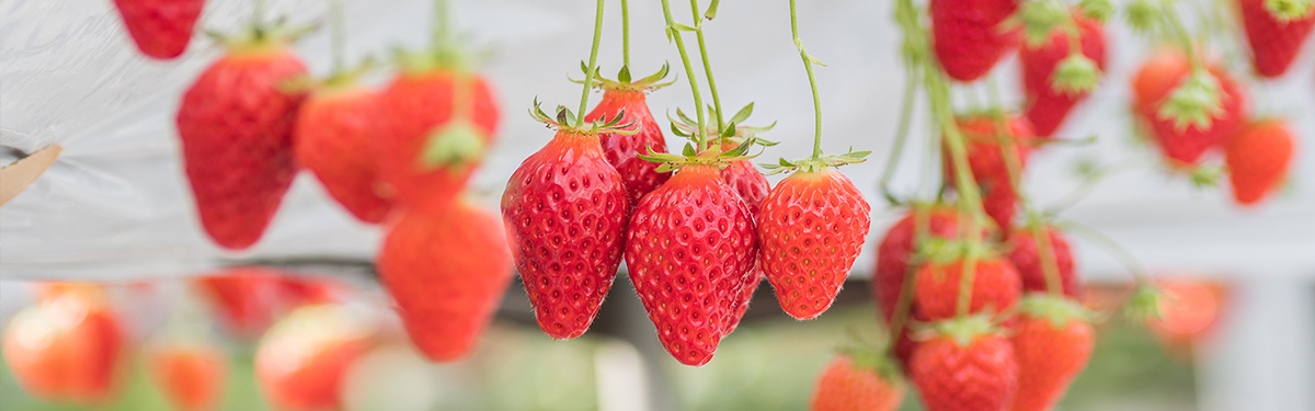 あすかいちご狩りパーク女子旅ガイド|あすかルビー食べ放題×奈良満喫バスツアーの魅力