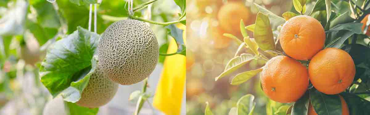 蒲郡オレンジパークで楽しむ女子旅バスツアー｜季節のフルーツ狩り×絶景×グルメ満喫ガイド