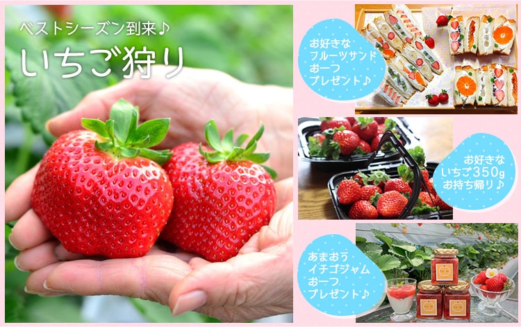 嬉しい特典盛りだくさんのいちご狩り収穫体験♪ お持ち帰りイチゴ増量中!