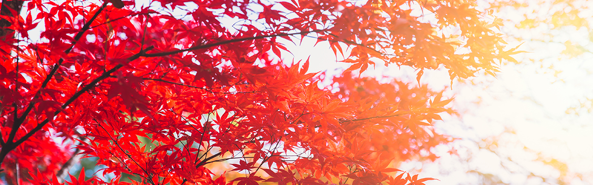 【紅葉（もみじ）狩り】日帰り・宿泊バスツアー人気おすすめ３選