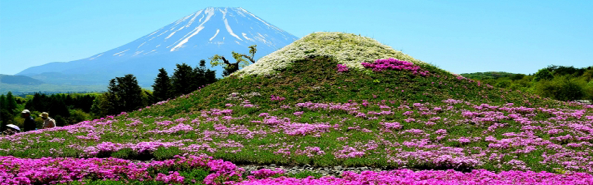 【2026年最新】春の芝桜女子旅！富士山＆秩父の絶景スポットとバスツアーがおすすめな理由｜格安ベストワンバスツアー