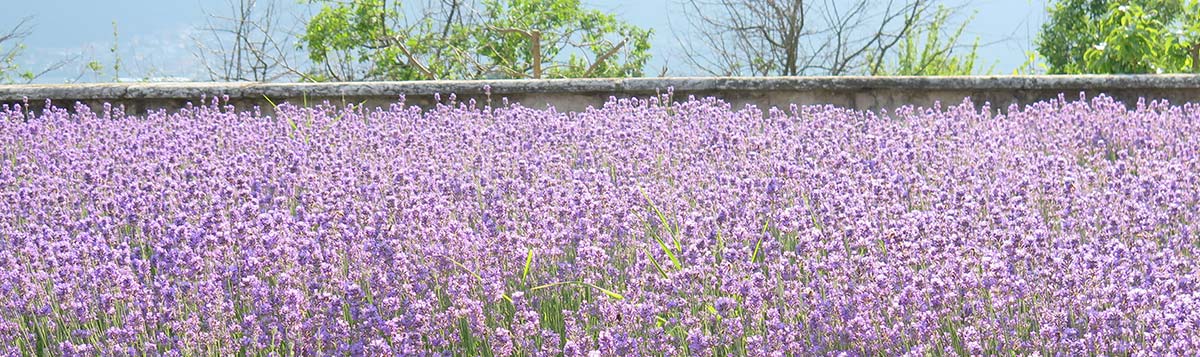 どこを切り取っても可愛い♡夏の女子旅で行きたい「たんばらラベンダーパーク」満喫バスツアー