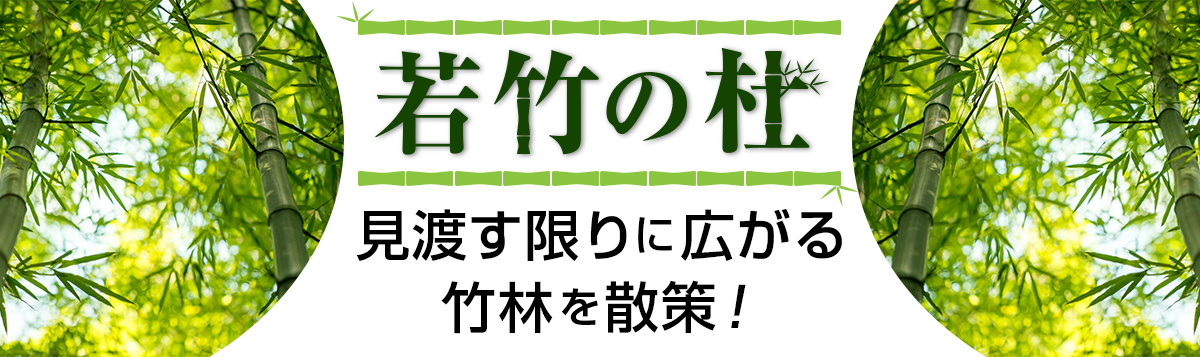 「若竹の杜」で見渡す限りに広がる竹林を散策！非日常空間を満喫する日帰り・宿泊バスツアー