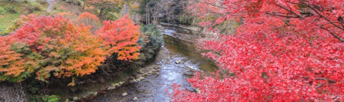 【千葉・養老渓谷】バスツアーでゆく女子旅！新緑から紅葉まで、季節の絶景＆房総グルメを欲張り満喫